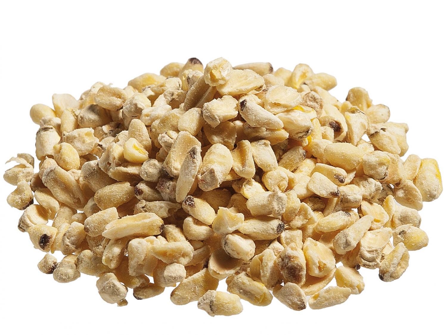 Corn Germ