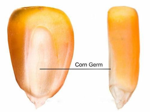 Explain Corn Parts